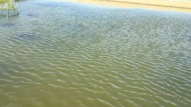河蟹池塘水浑危害大，方法对路好处理