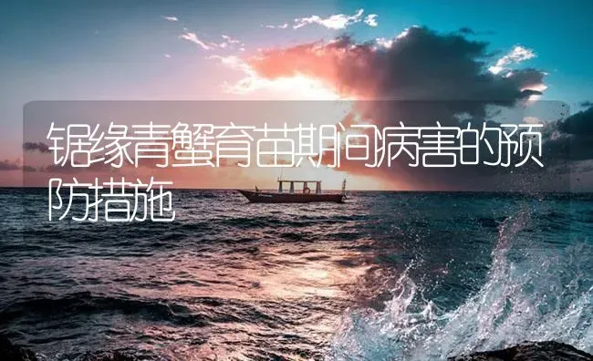 锯缘青蟹育苗期间病害的预防措施 | 海水养殖