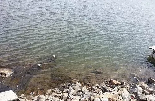 化冰后海参圈底质要维护 水体浑浊需注意