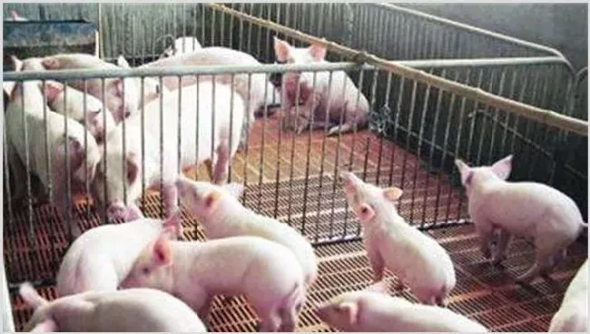 2019养猪要考虑的问题 | 农业养殖技术