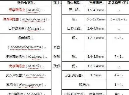 鲫鱼黏孢子虫发病规律大剖析，这个节点预防效果最佳