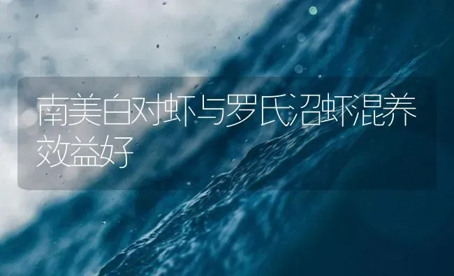 南美白对虾与罗氏沼虾混养效益好 | 海水养殖