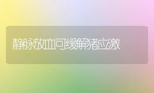 静脉放血可缓解猪应激 | 家畜养殖