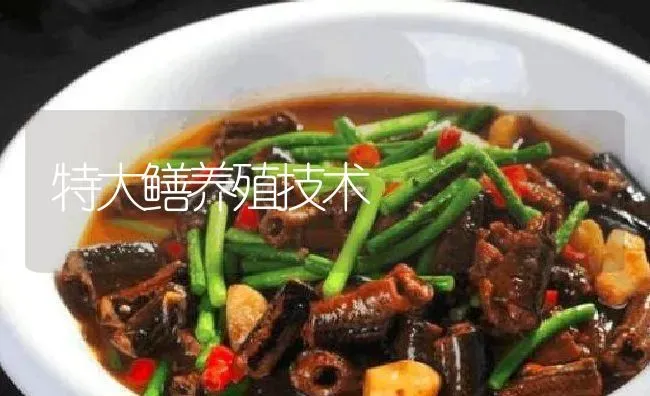 特大鳝养殖技术 | 淡水养殖