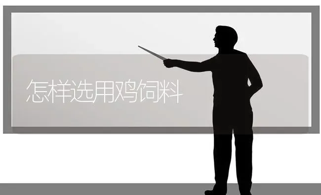 怎样选用鸡饲料 | 家禽养殖
