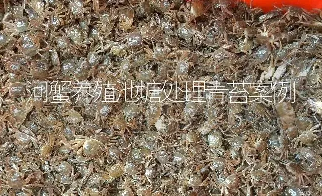 河蟹养殖池塘处理青苔案例 | 淡水养殖