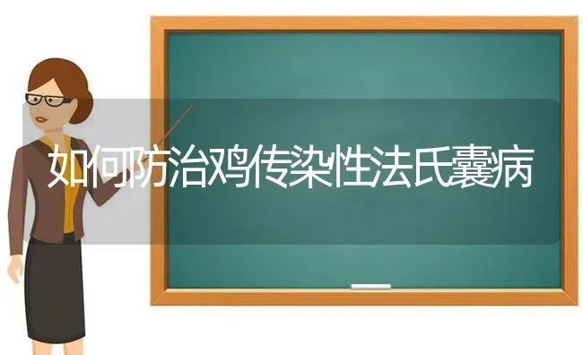 如何防治鸡传染性法氏囊病 | 家禽养殖