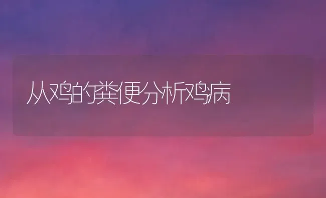 从鸡的粪便分析鸡病 | 家禽养殖