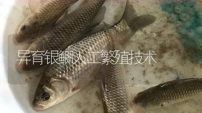 异育银鲫人工繁殖技术 | 淡水养殖