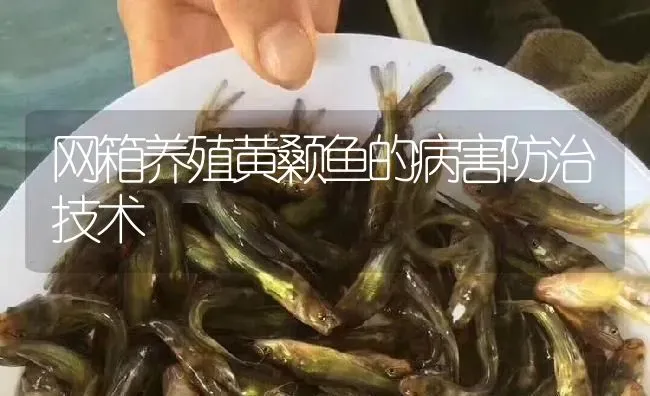 网箱养殖黄颡鱼的病害防治技术 | 淡水养殖