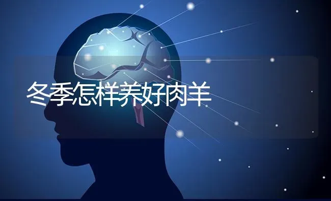 冬季怎样养好肉羊 | 家畜养殖