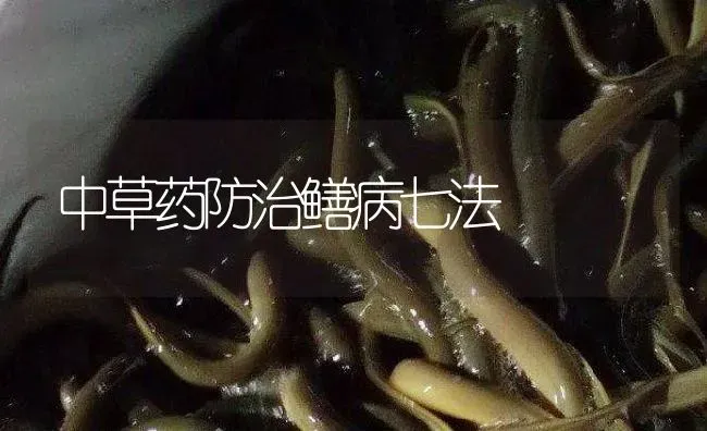 中草药防治鳝病七法 | 养殖病虫害防治