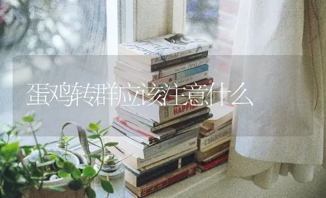 蛋鸡转群应该注意什么 | 家禽养殖