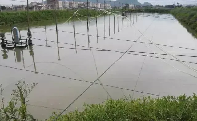 强力倍生源处理倒藻氨氮高南美白对虾不吃料案例分享