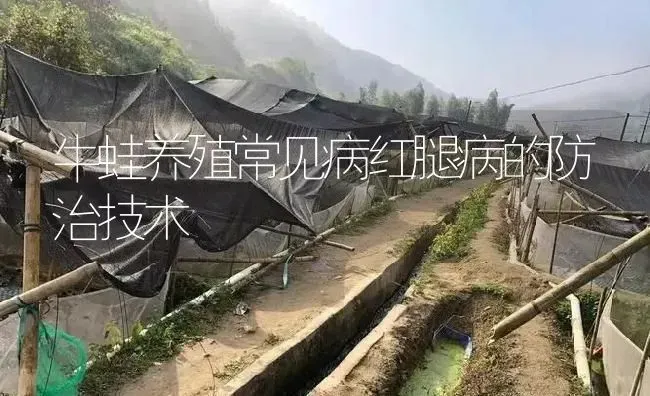 牛蛙养殖常见病红腿病的防治技术 | 特种养殖