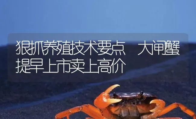 狠抓养殖技术要点 大闸蟹提早上市卖上高价 | 淡水养殖