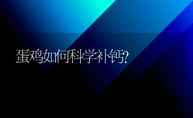 蛋鸡如何科学补钙？ | 家禽养殖