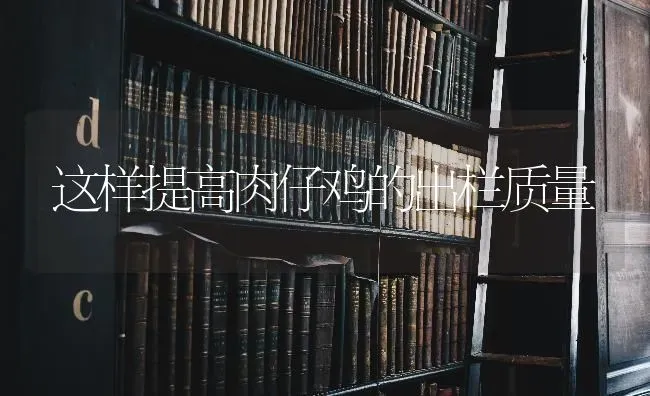 这样提高肉仔鸡的出栏质量 | 家禽养殖