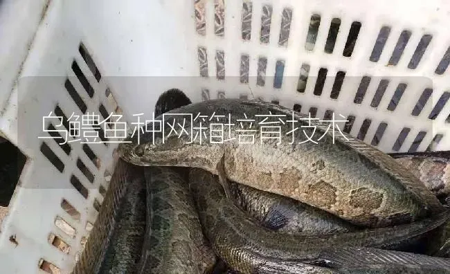 乌鳢鱼种网箱培育技术 | 淡水养殖