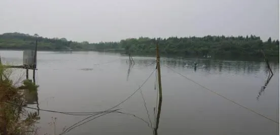 一例治疗鲤鱼死亡案例分享