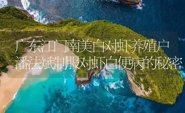 广东江门南美白对虾养殖户潘法斌制服对虾白便病的秘密 | 海水养殖