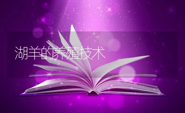 湖羊的养殖技术 | 家畜养殖