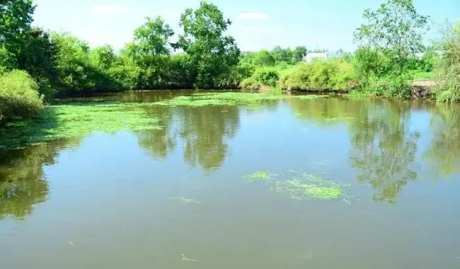 想提高小龙虾苗的质量？秋繁小龙虾养殖塘的管理要注意这些问题