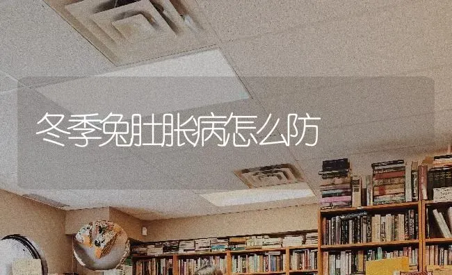 冬季兔肚胀病怎么防 | 家畜养殖