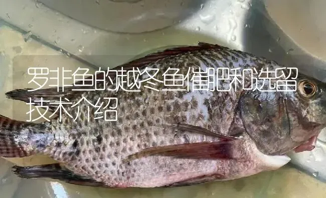 罗非鱼的越冬鱼催肥和选留技术介绍 | 淡水养殖