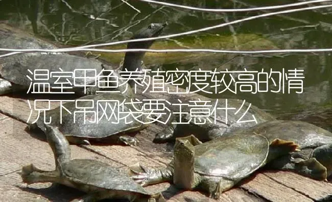 温室甲鱼养殖密度较高的情况下吊网袋要注意什么 | 淡水养殖