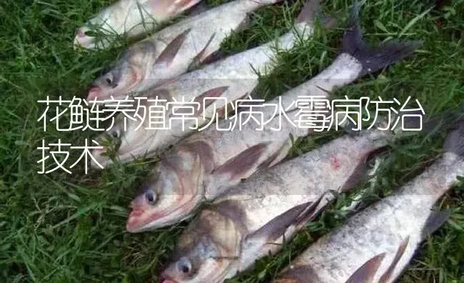 花鲢养殖常见病水霉病防治技术 | 淡水养殖