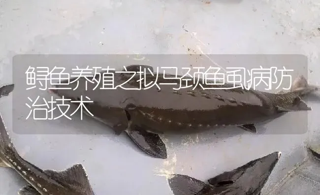 鲟鱼养殖之拟马颈鱼虱病防治技术 | 淡水养殖