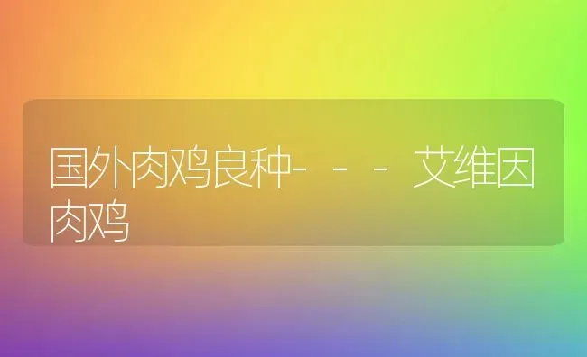 国外肉鸡良种---艾维因肉鸡 | 家禽养殖