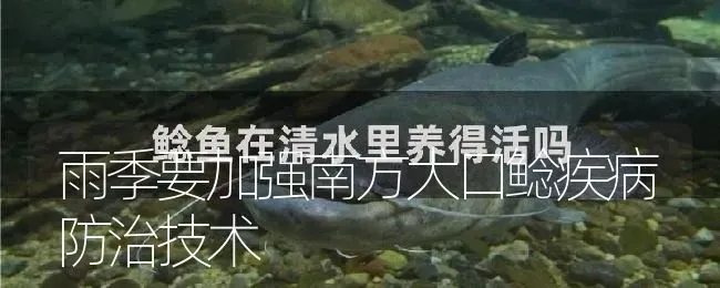 雨季要加强南方大口鲶疾病防治技术 | 淡水养殖