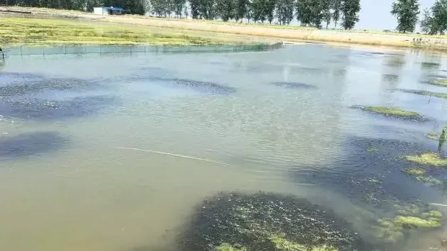 河蟹池塘水浑危害大，方法对路好处理