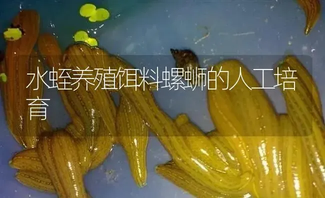 水蛭养殖饵料螺蛳的人工培育 | 特种养殖