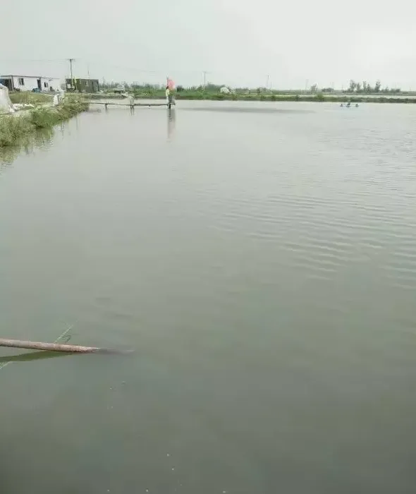 前期水清水浊水难肥的问题及解决方案