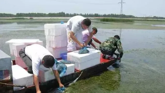 大母本大闸蟹苗籽是决定成蟹养殖规格的关键，这是大实话还是大鬼话？