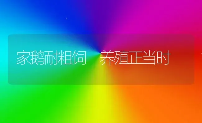 家鹅耐粗饲　养殖正当时 | 家禽养殖