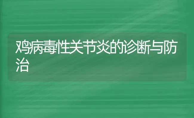 鸡病毒性关节炎的诊断与防治 | 家禽养殖