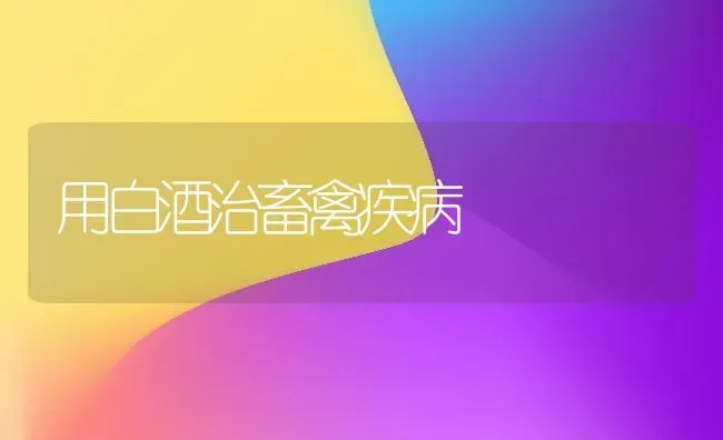 用白酒治畜禽疾病 | 家禽养殖
