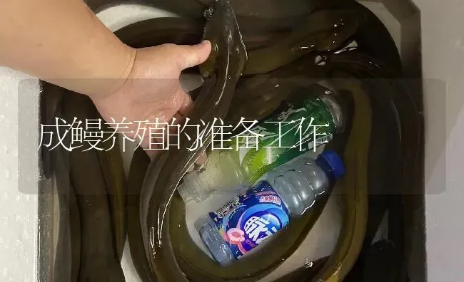 成鳗养殖的准备工作 | 淡水养殖