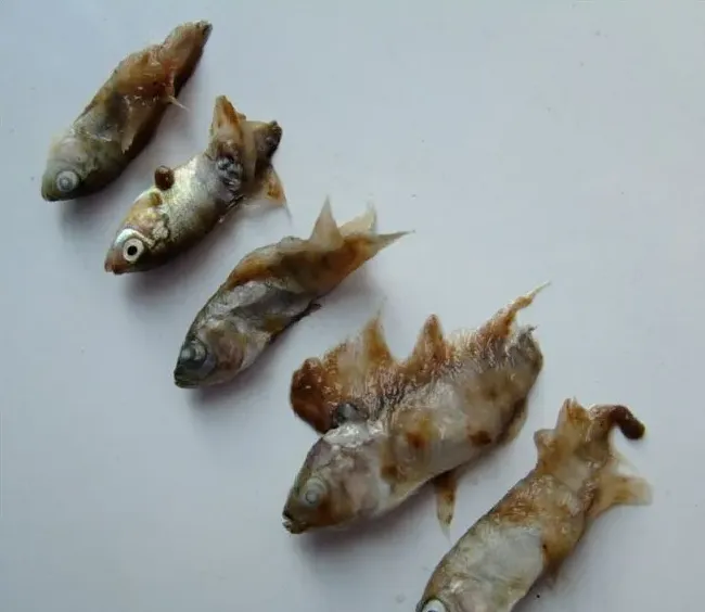 鱼病知识：多图了解水霉病