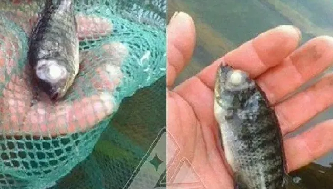 鱼病知识：多图了解水霉病