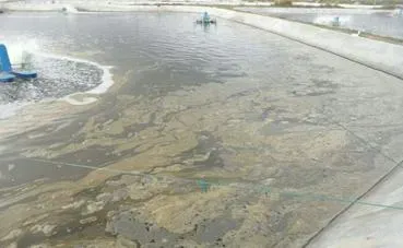 南美白对虾肠道发红空肠空胃拉白便的解决办法