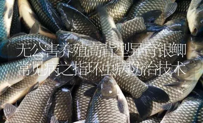 无公害养殖高背型异育银鲫常见病之指环虫病防治技术 | 淡水养殖