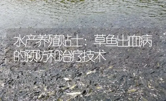 水产养殖贴士：草鱼出血病的预防和治疗技术 | 淡水养殖