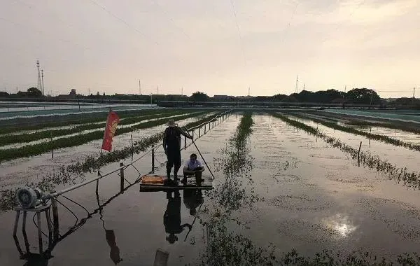 高温天气河蟹病害防控技术要点
