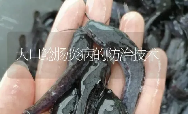 大口鲶肠炎病的防治技术 | 淡水养殖