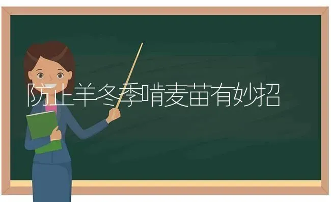 防止羊冬季啃麦苗有妙招 | 家畜养殖